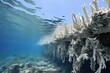 extensive coral bleaching and dead reefs