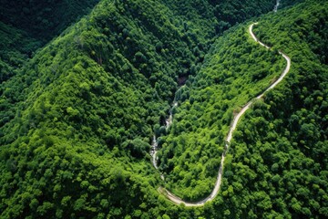 Wall Mural - aerial view of a winding mountain trail through lush forest