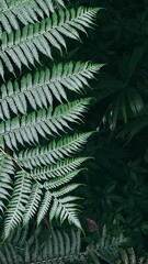 fern, nature, leaf, plant, forest, leaves, flora, closeup, tree, frond, summer, garden, spring, tropical, growth, botany, foliage, plants, green, bracken, branch, pattern, texture, abstract, ferns