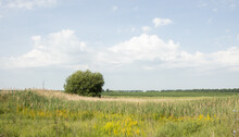 A Sunny Summer Landscape With A Round Tree, Many Reeds, And Yellow Wildflowers. There Are Two Big Clouds In The Sky 