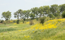 A Hilly Landscape With A Lot Of Soft Sedge And Yellow Wildflowers. There Is A Young Tree Among The Wildflowers And Big Trees On The Background