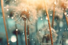 Generative AI : Dandelion Seeds In The Drops Of Dew On A Beautiful Blurred Background Dandelions On A Beautiful Pastel Background Water Drops Sparkle On The Dandelion Of Silver Drops On A Beige Backgr