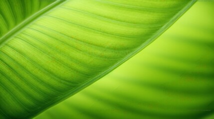 Poster - Generative AI : Beautiful tropical leaf texture with streaks closeup macro wide format Color transition from green to light green