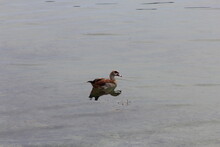 Egyptian Goose In The Water