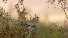 A White Winged Dove Perches On The Thin Branches Of A Creosote Bush In Ivins, Utah With Soft Out Of Focus Greens And Yellows In The Background.