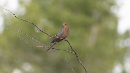Wall Mural - A mourning dove perches on a bare creosote branch in soft overcast light with a background of out of focus green trees.