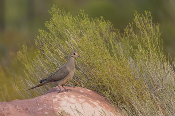 Wall Mural - A mourning dove perches on a sandstone boulder with green snakeweed behind the boulder.