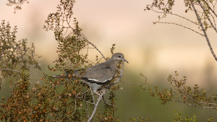 Wall Mural - A White winged dove perches on the thin branches of a creosote bush in Ivins, Utah with soft out of focus greens and yellows in the background.