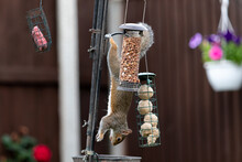 Grey Squirrel On A Bird Feeder, Image Shows A Squirrel Hanging Upside Down From The Bird Feeder