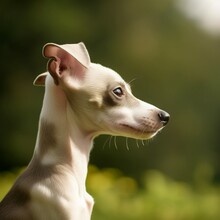 Profile Portrait Of A Cute Italian Greyhound Puppy In The Nature. Italian Greyhound Pup Portrait On Sunny Summer Day. Outdoor Portrait Of A Beautiful Young Dog In Summer Field. AI Generated Dog.