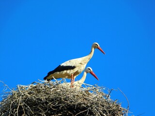 Wall Mural - Graceful storks in the Clear Blue Sky