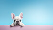 Cute French bulldog puppy isolated on light blue background with copyspace for text on the right side.