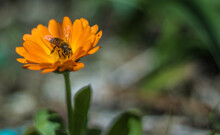 Orange Flower In The Garden With Bee