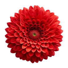 Red Flower Isolated On Transparent Background Cutout