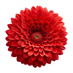 Wall Mural - red flower isolated on transparent background cutout