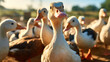 A traditional rural barnyard is the setting for ducks to feed. A close-up captures the intricate details of a duck's head, as well as a waterbird standing in the barnyard.