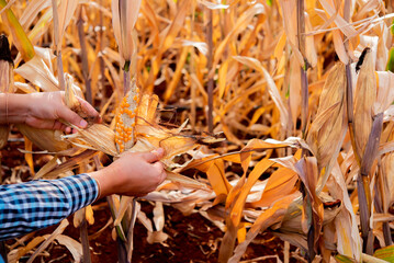 Wall Mural - Dry corn field with the farmer peels back the husk of the corn, inspecting for quality with precision.