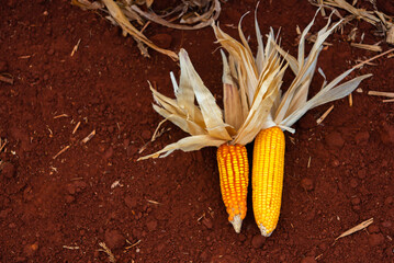 Wall Mural - Top view of yellow corn on the soil offers a captivating sight of agricultural beauty, a testament to the richness of the land.