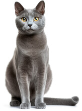 Russian Blue Cat, Smiling Face, Full Body, Standing, High Resolution On A White Background File Png