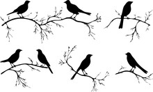 Bird Perched On A Tree Branch Silhouettes