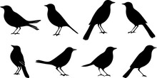 Bird Silhouette Icon Logo Element