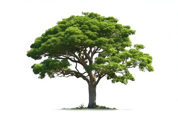 Tree isolated on white background for garden design.Tropical species found in Asia