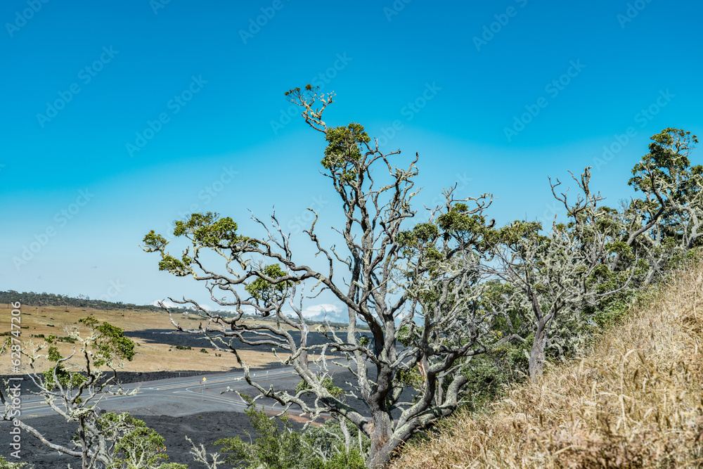 Acacia koa, commonly known as koa, is a species of flowering tree in the family Fabaceae. It is endemic to Hawaii. Puʻu Huluhulu is a volcanic cone located near the center of the Island of Hawaii.