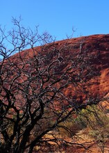 Burnt Twigs Against Red Rock Against Blue Sky