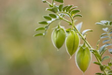 Growing Chickpeas. Close-up. Chickpea Beans In A Green Shell Grow On A Bush In A Farm. 