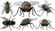 3d rendering a fly pose full set with camera close up include alpha.