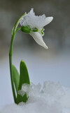 Fototapeta Tulipany - snowdrop flower in snow