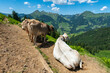 Kuh liegt auf dem Wanderweg, viele Kühe mit unterschiedlichen Farben auf der grünen Weide in Vorarlberg, Österreich. Kuh und Rind auf der Alp, Wiese mit bunten Blumen