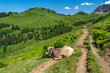 Kuh liegt auf dem Wanderweg, viele Kühe mit unterschiedlichen Farben auf der grünen Weide in Vorarlberg, Österreich. Kuh und Rind auf der Alp, Wiese mit bunten Blumen