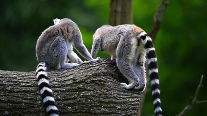 video of ring tailed lemur