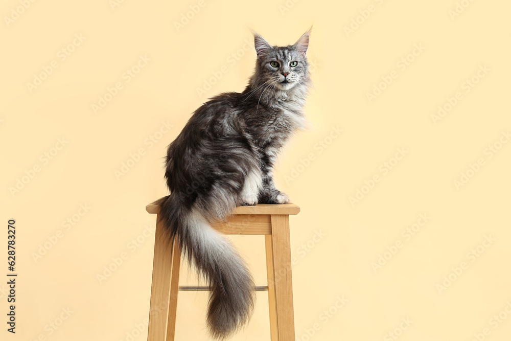 Maine Coon cat on stool against beige background
