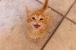 Red kitten meows to owner. Cute kitten is  sitting and look at camera