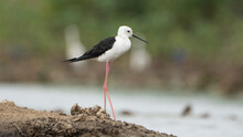Tiruchirapalli,Tamilnadu, India-july 3 2023 Black Winged Stilt Bird Sitting On The Lake 