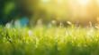 © tashechka - Natural grass field background with blurred bokeh and sun rays