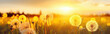 Close-up panorama of yellow dandelion flowers at sunset, forest background. Generative ai