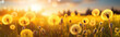Close-up panorama of yellow dandelion flowers at sunset, meadow background. Generative ai