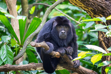 The closeup image of black howler monkey (Alouatta caraya).
Only the adult male is black; adult females and juveniles of both genders are overall whitish to yellowish-buff.