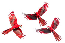 Three Red Macaws Flying On An Isolated Transparent Background. Ai