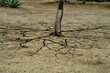 Tronc d'arbre avec ombre de ses branches sur le sol semblant des racines. Sol desséché et aride.