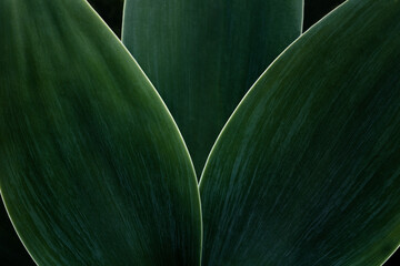 Macro photography of green plant. Close-up of part of three foxtail agave leaves with soft green texture and highlighted contour