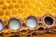 Organic Royal jelly production. Royal jellies in the bee queen cells in focus.