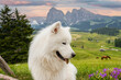 Samoyed portrait on a mountain walk in Italy at the Alpi di Siusi