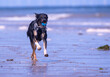 Welsh Border Collie playing on the beach