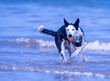 A Border Collie puppy playing at the beach