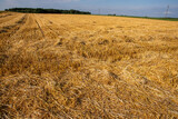 Fototapeta Londyn - Corn in the field on a sunny day just before harvest. Summer.
