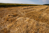 Fototapeta Na sufit - Corn in the field on a sunny day just before harvest. Summer.
